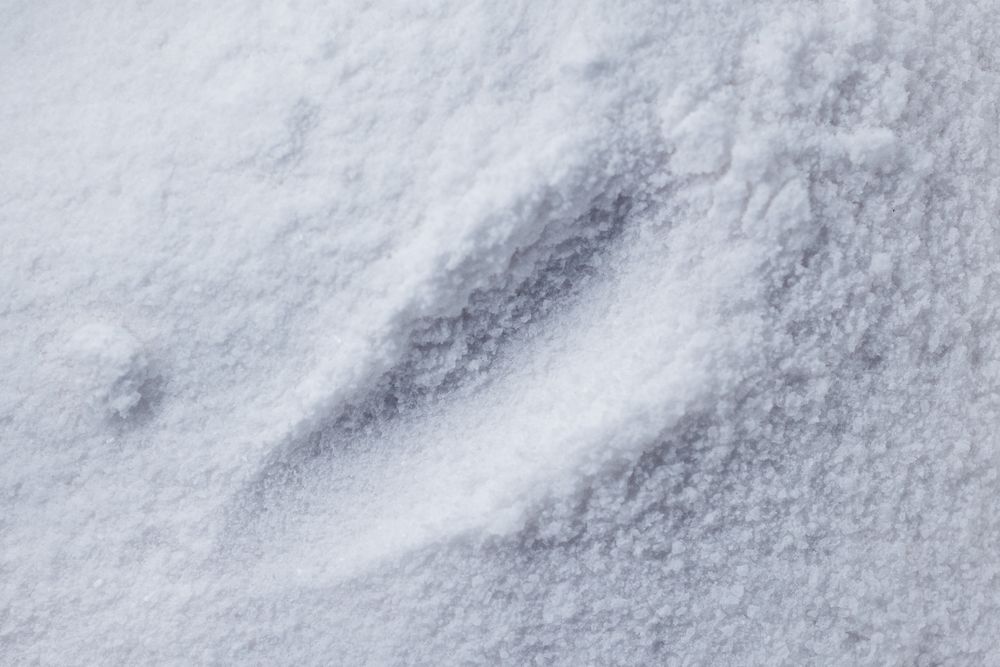Poudre fine et blanche